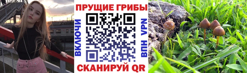 цены   Гуково  Псилоцибиновые грибы Psilocybe 